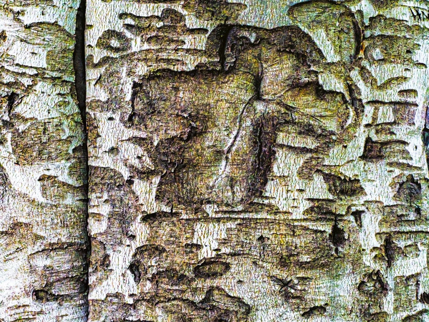 Trees: Skin Deep — marcoclicks